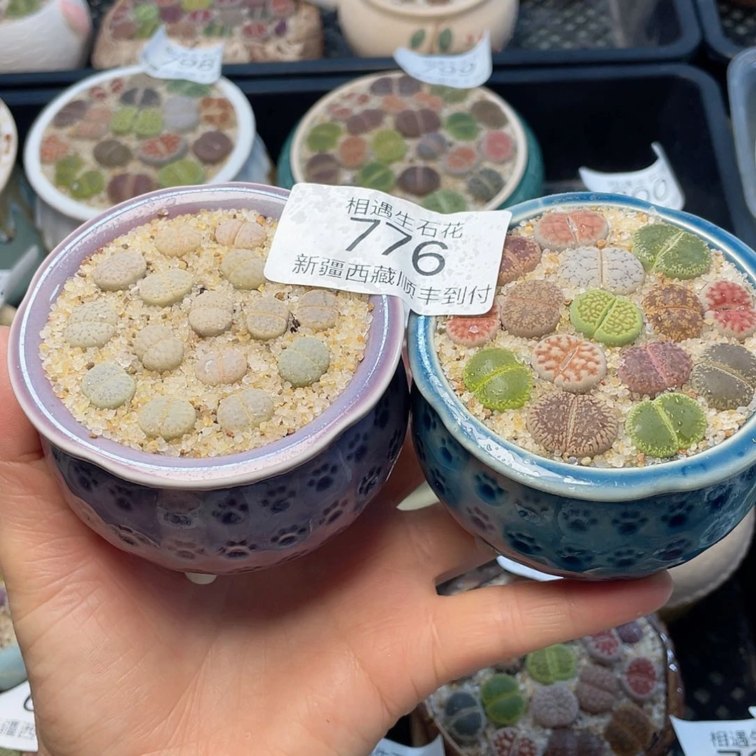 相遇开播福利776