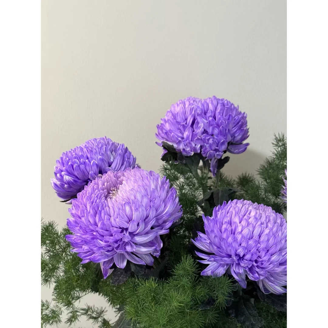 73 紫色A级牡丹菊2支+紫边桔梗一小把6朵+紫精灵康乃馨10支