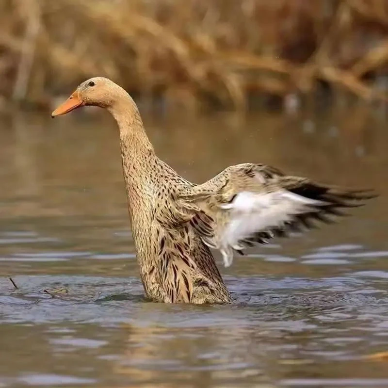 【二年老鸭】老喂谷物鸭子粮食老麻鸭现杀生鲜老鸭子一只老水鸭
