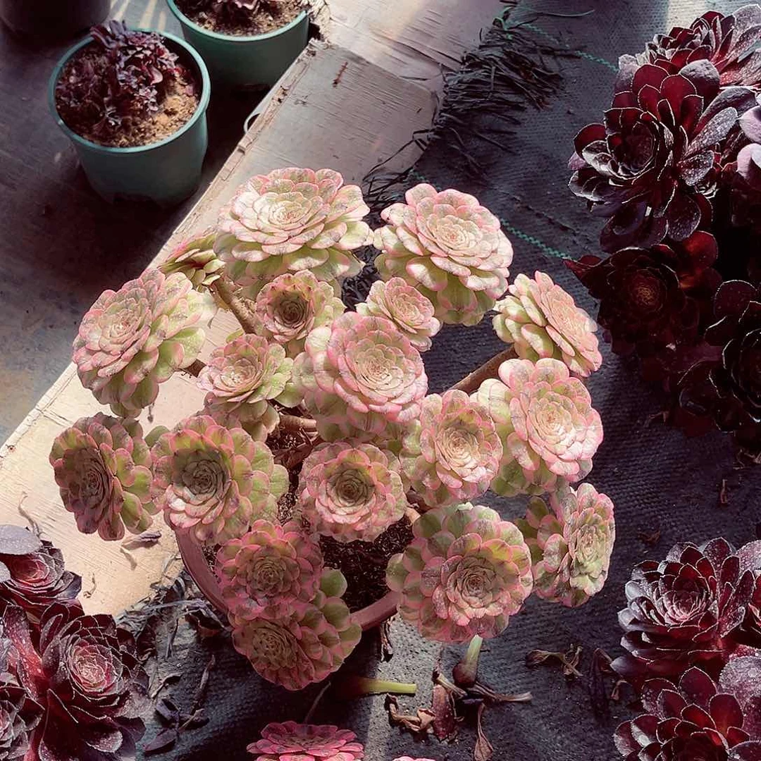 法师多肉植物法师