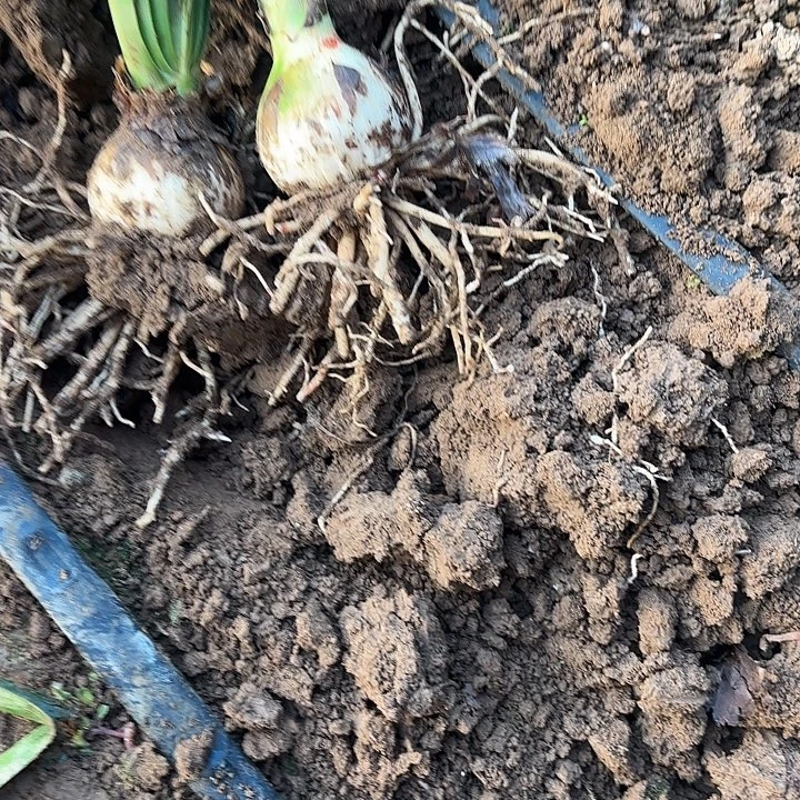 完全开放奥朱随机发5-6厘米左右重瓣高端