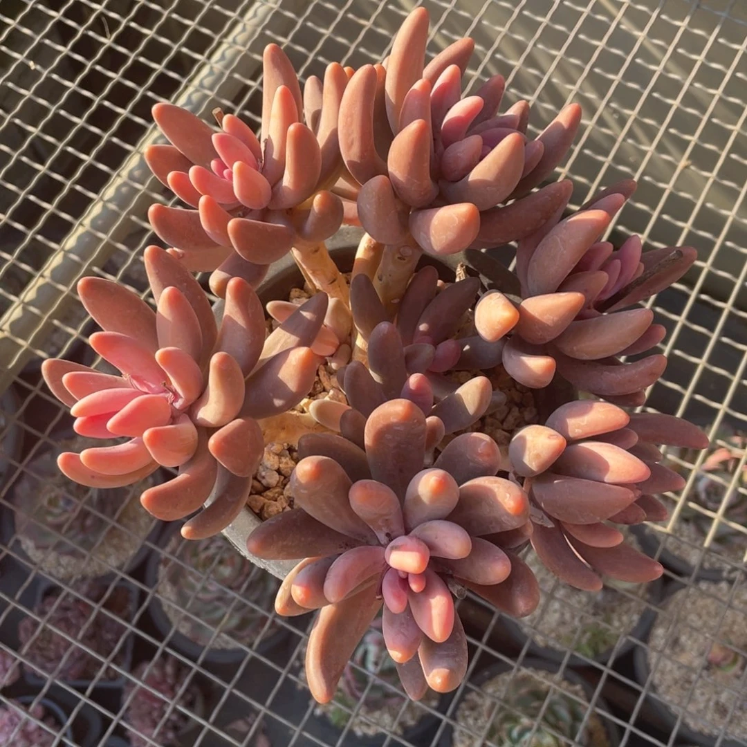 红手指冠幅19 公分一物一拍