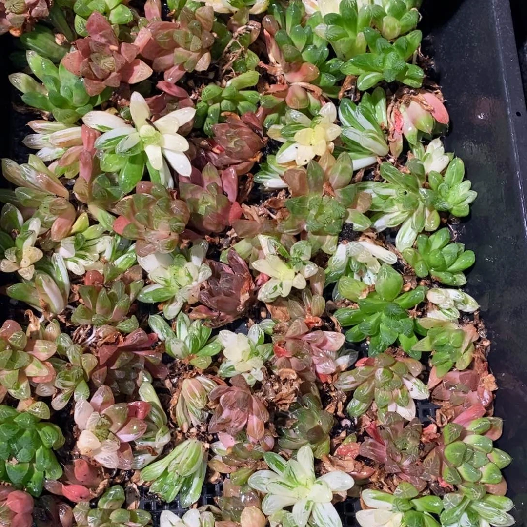 2128 一颗优选实生苏皇玉露锦 周末整点福利