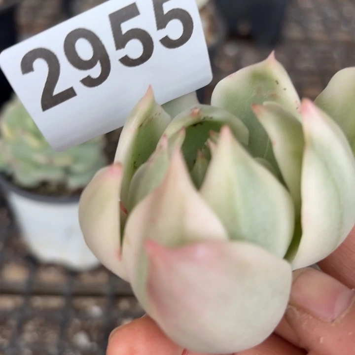 头盖锦无根满18包邮当场凑单