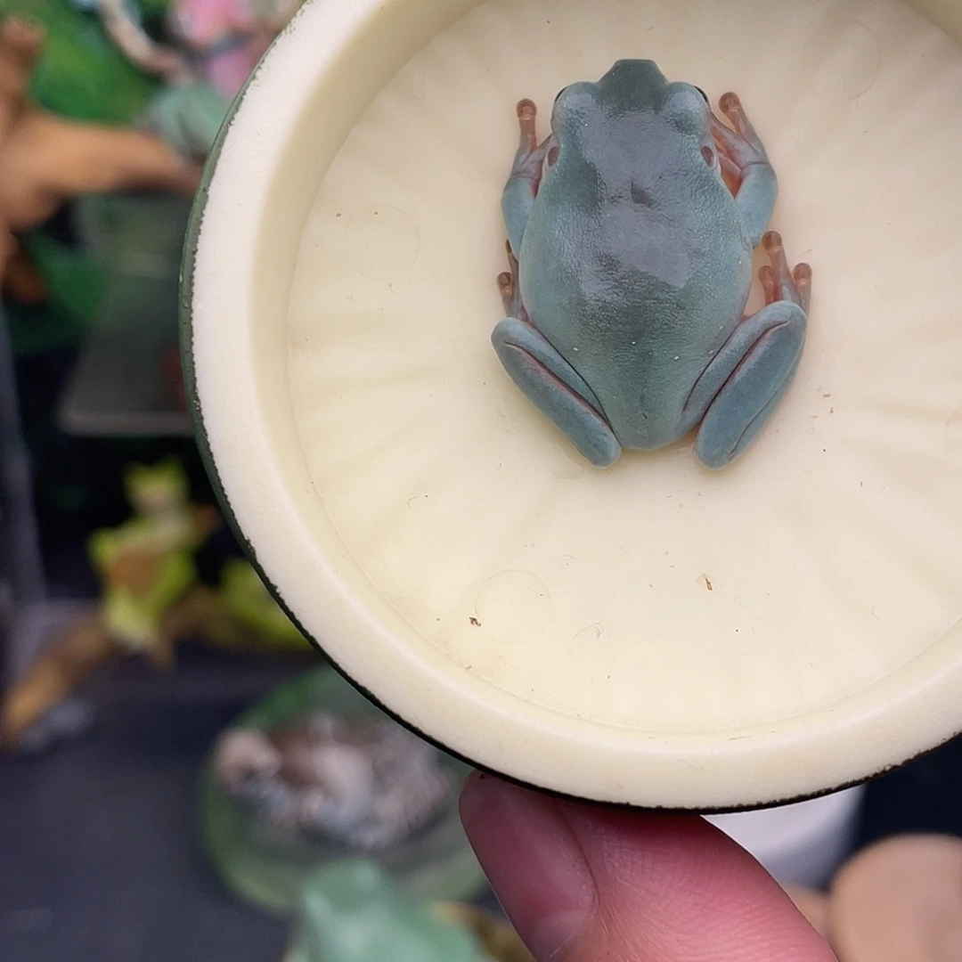 老爷树蛙19号钴蓝素皮