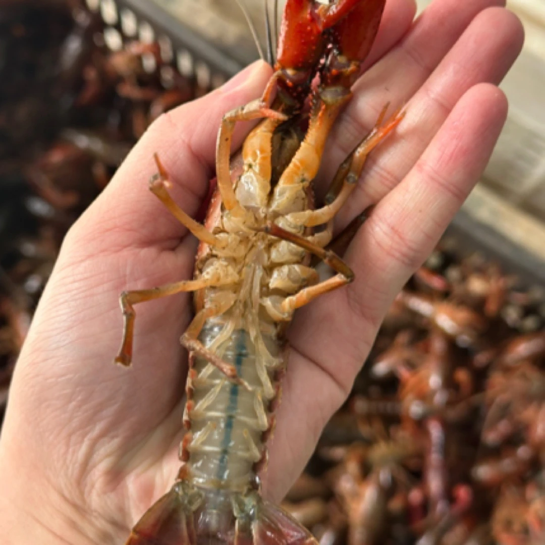 鲜活小龙虾4斤（大青7-9钱）小龙虾制品小龙虾制品小龙虾制品龙虾同城送