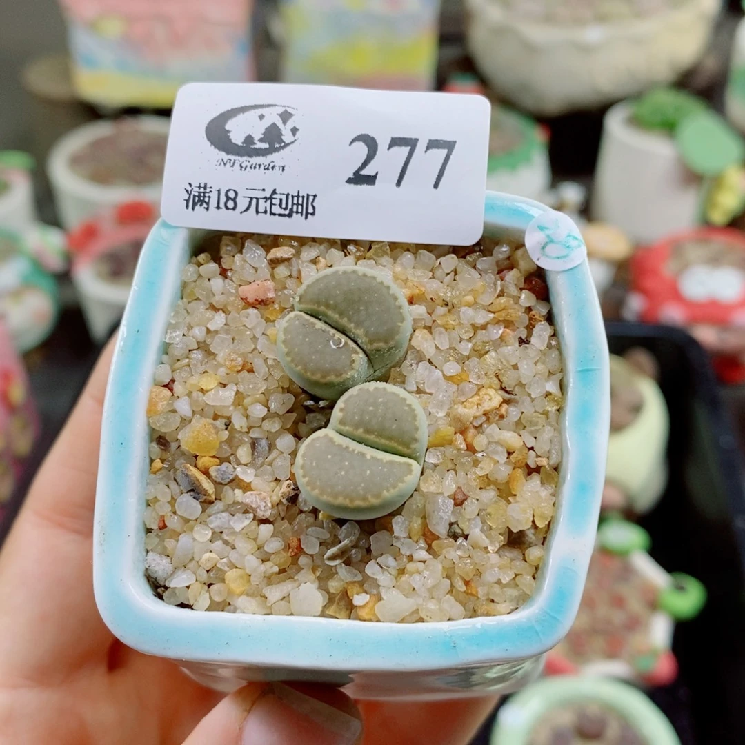 生石花花花花花花花277