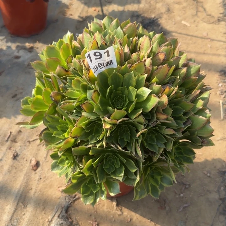 青萌……多肉植物……