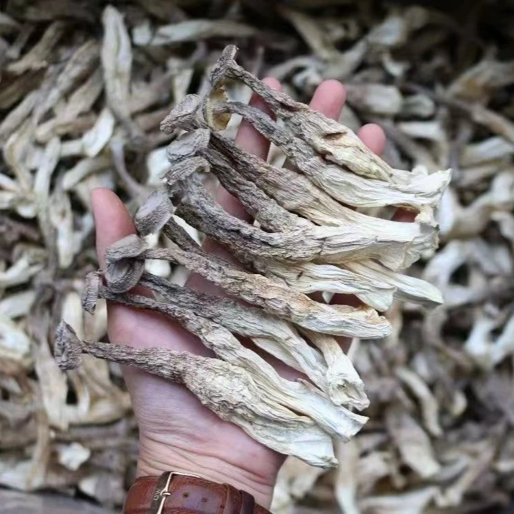 【御膳】 鹿茸菌 煲汤炒菜