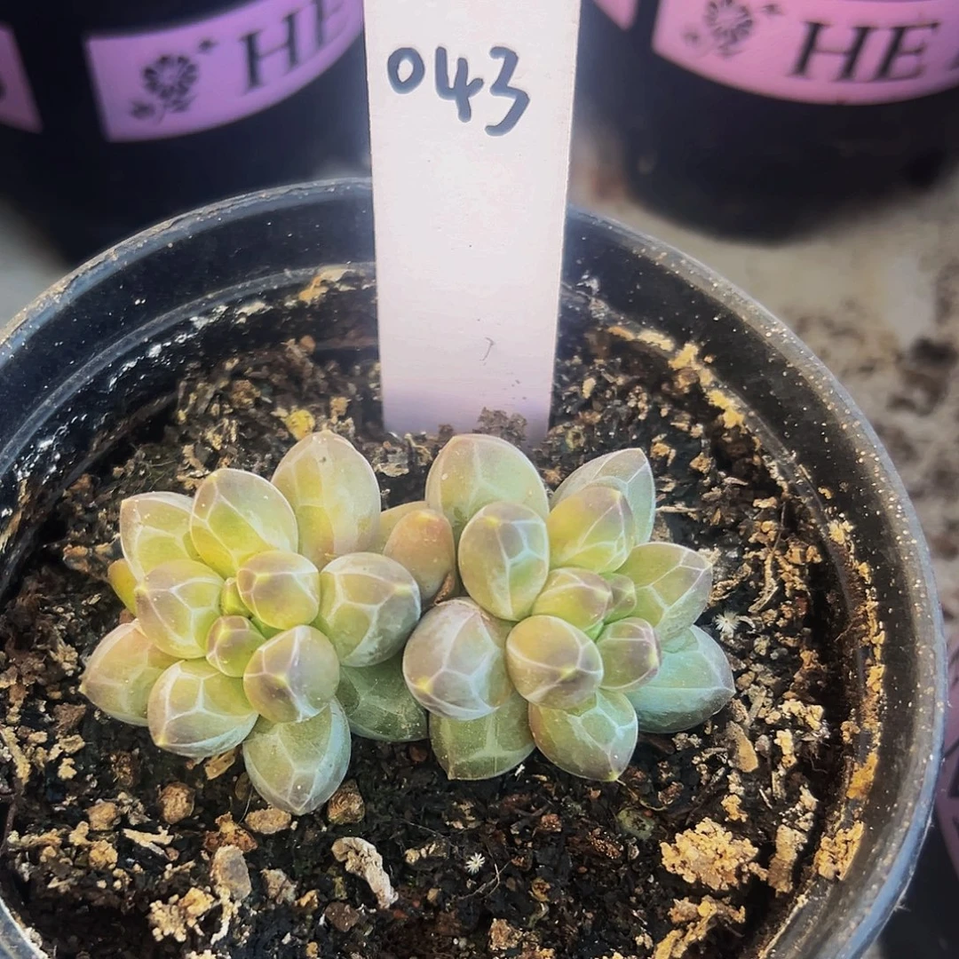 桔云多肉美人精品系列