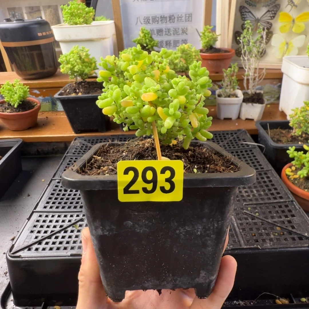 枝干番杏批发价293