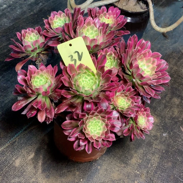 32天合多肉一物一拍