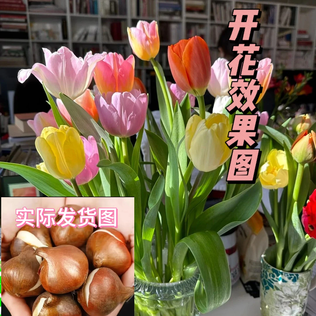 水培郁金香种球土培水培耐寒盆栽种子水培植物阳台种植种球