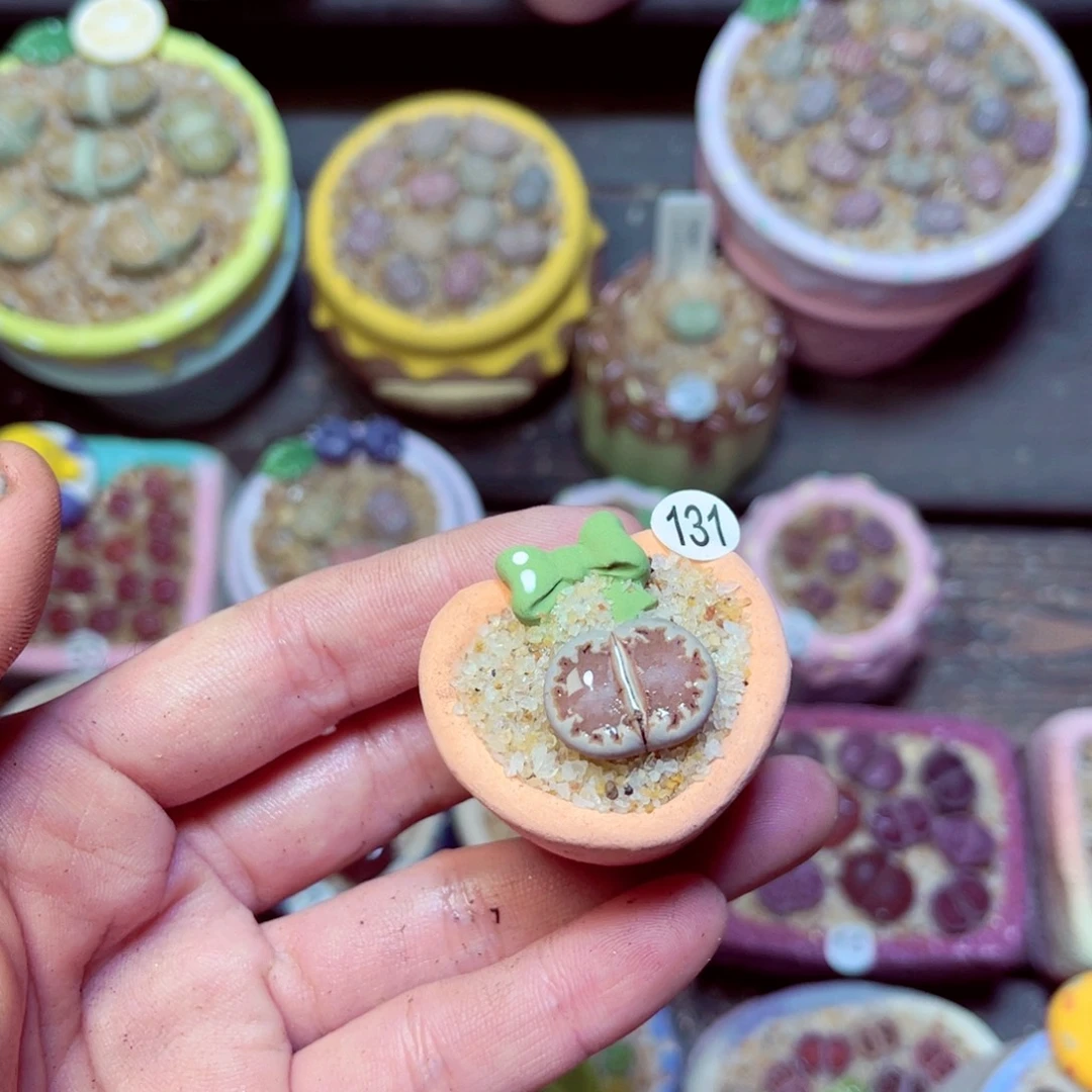 131生石花带盆发1