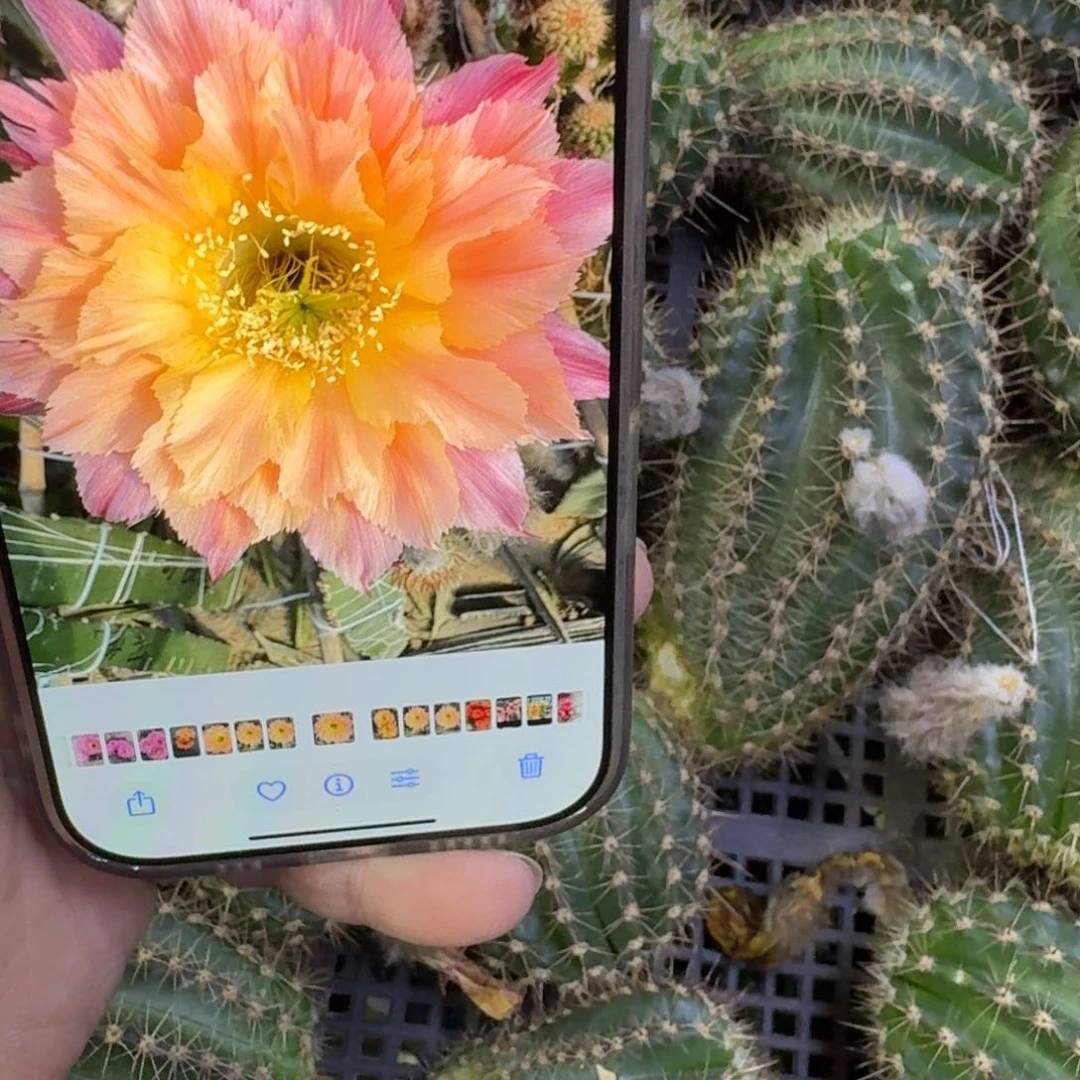 336彩草南湖12歪无根侧牙4公分左右，20包邮