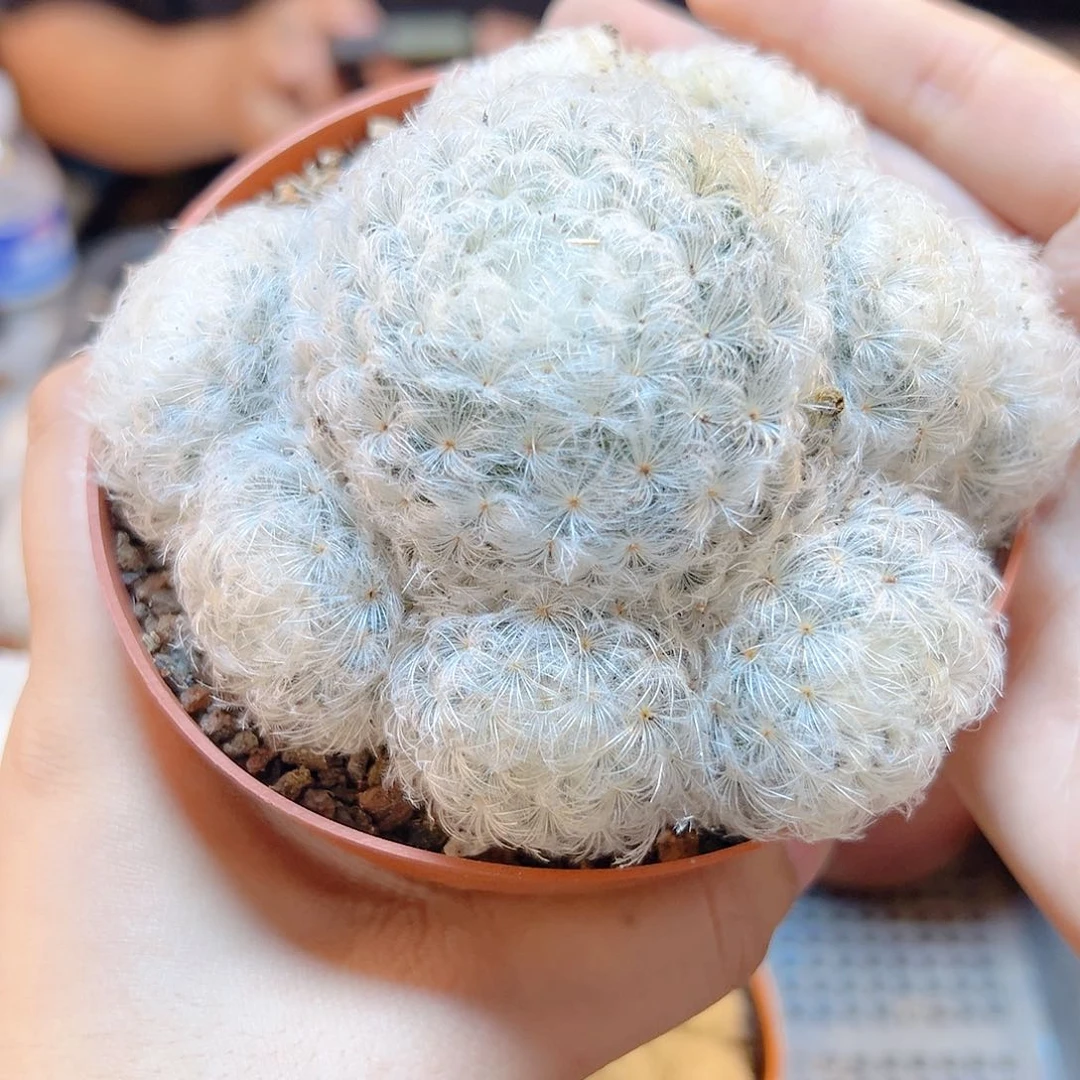 实生白星群8.5公分毛会压趴