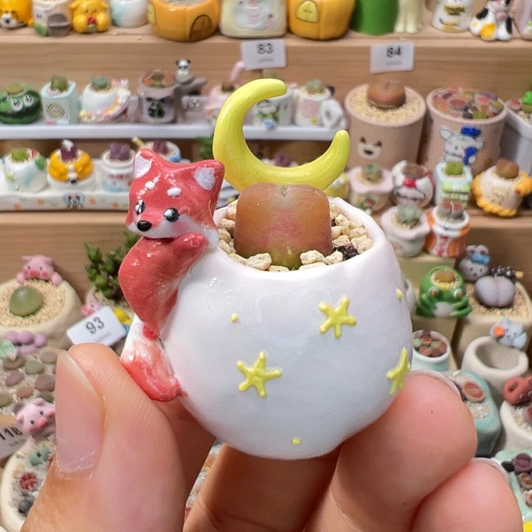 多肉植物103号拇指盆