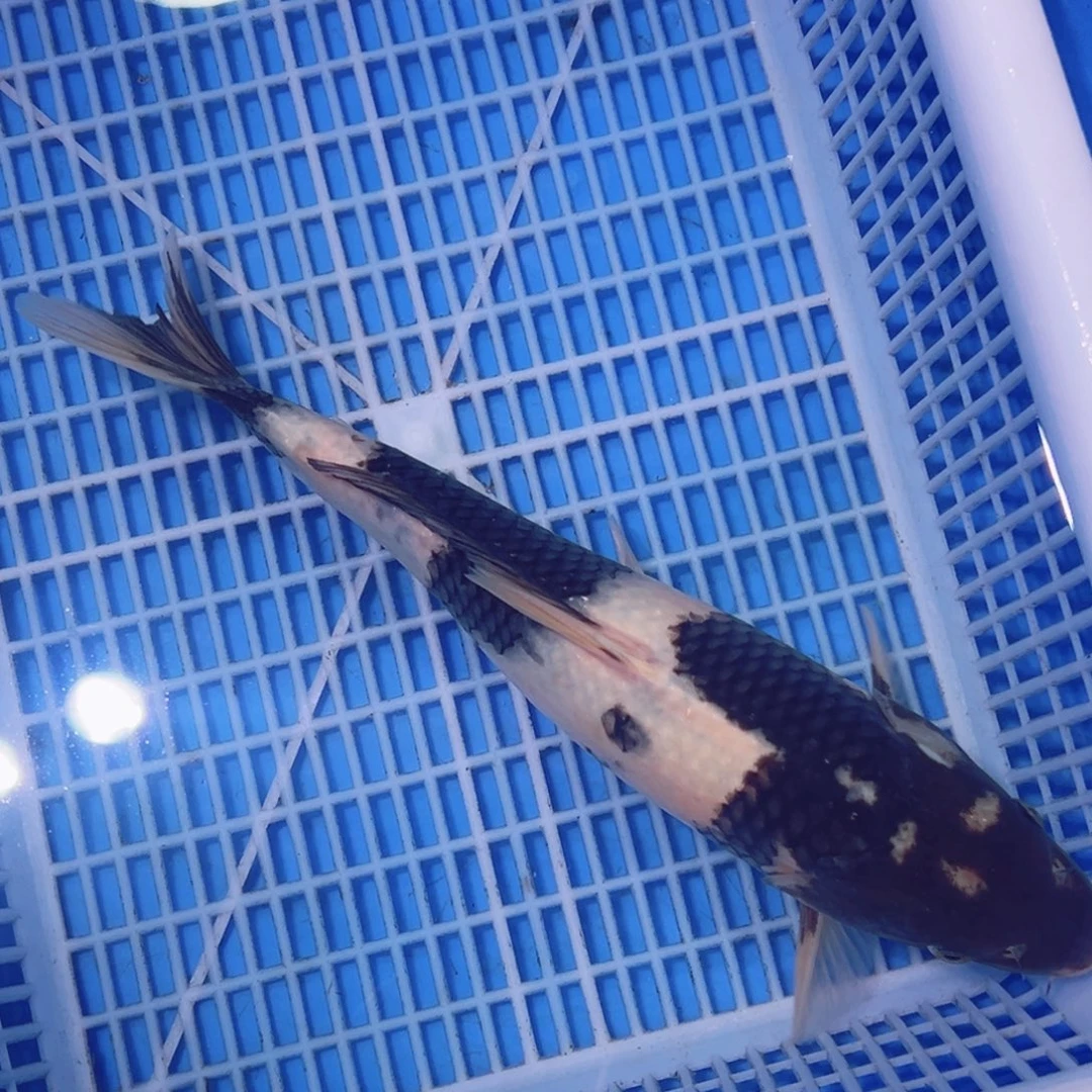 锦鲤锦鲤观赏鱼1111