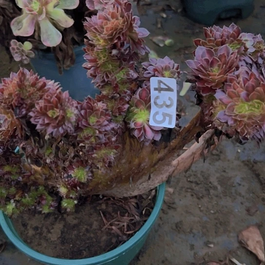 小***雀多肉植物一个黑铜鼓中班锦追