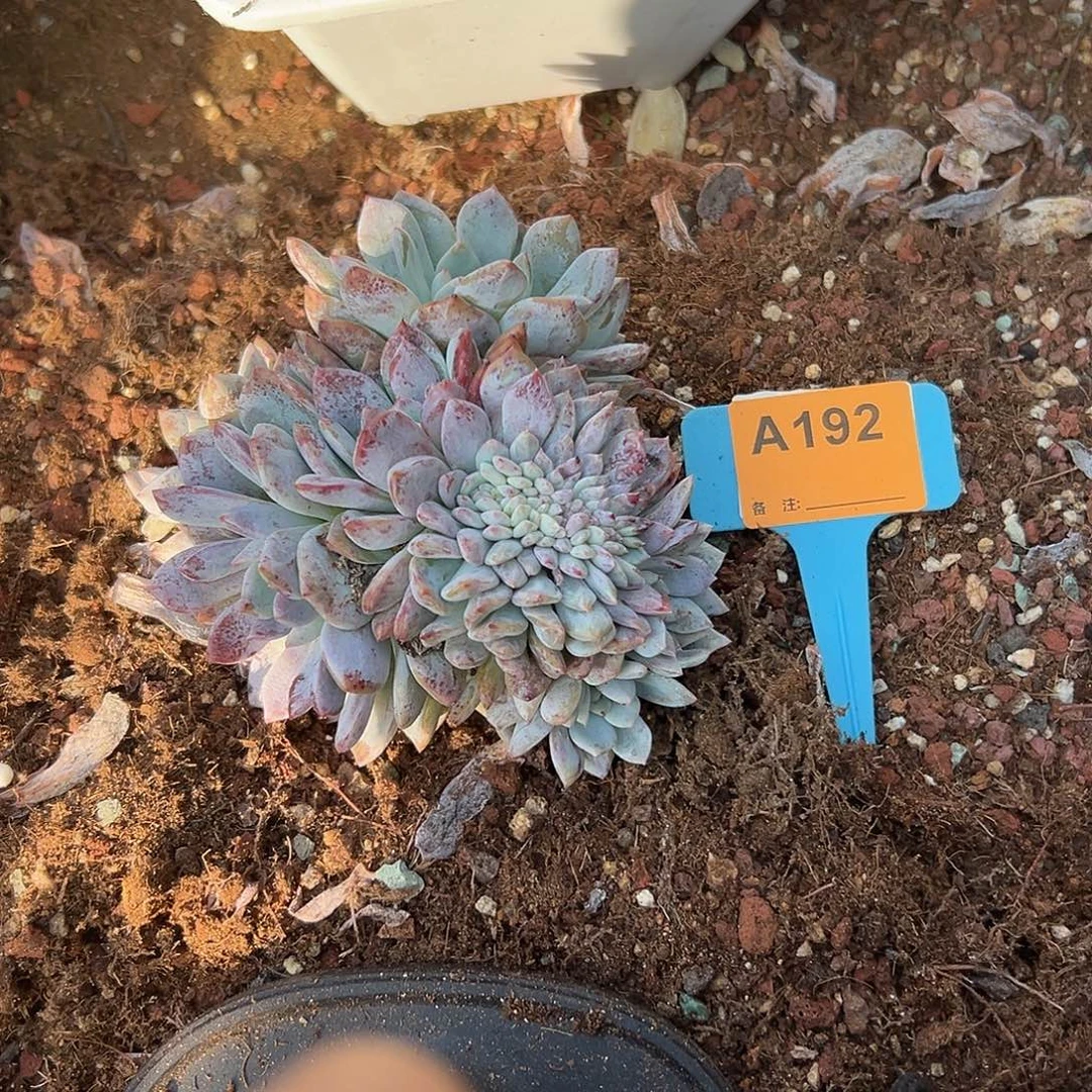 慢***去多肉植物一物一拍