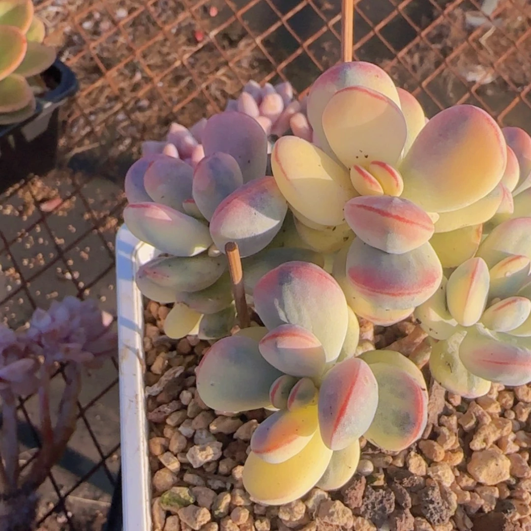 【闪购商品】乒乓福娘锦