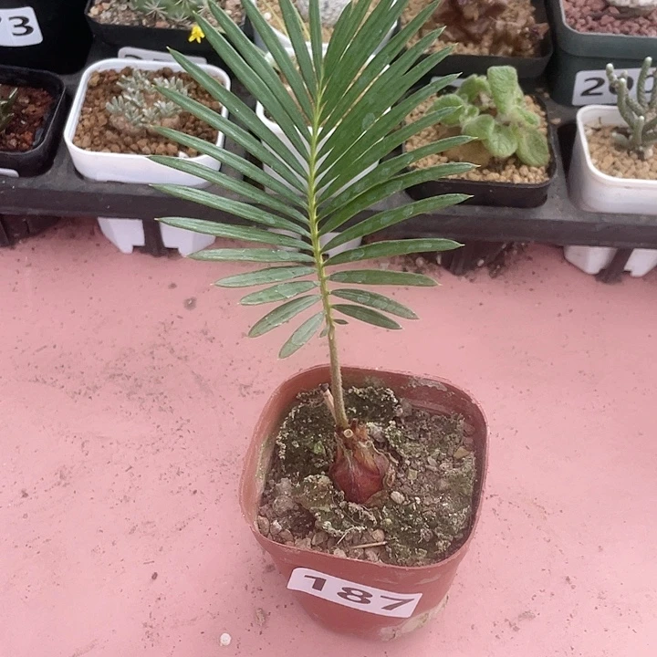 187白鳞铁块根植物