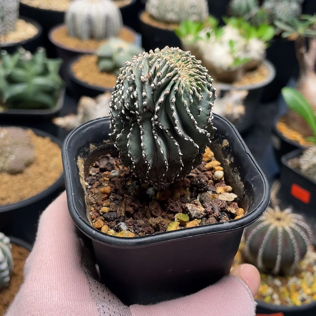 缀满薄叶花笼实生养定