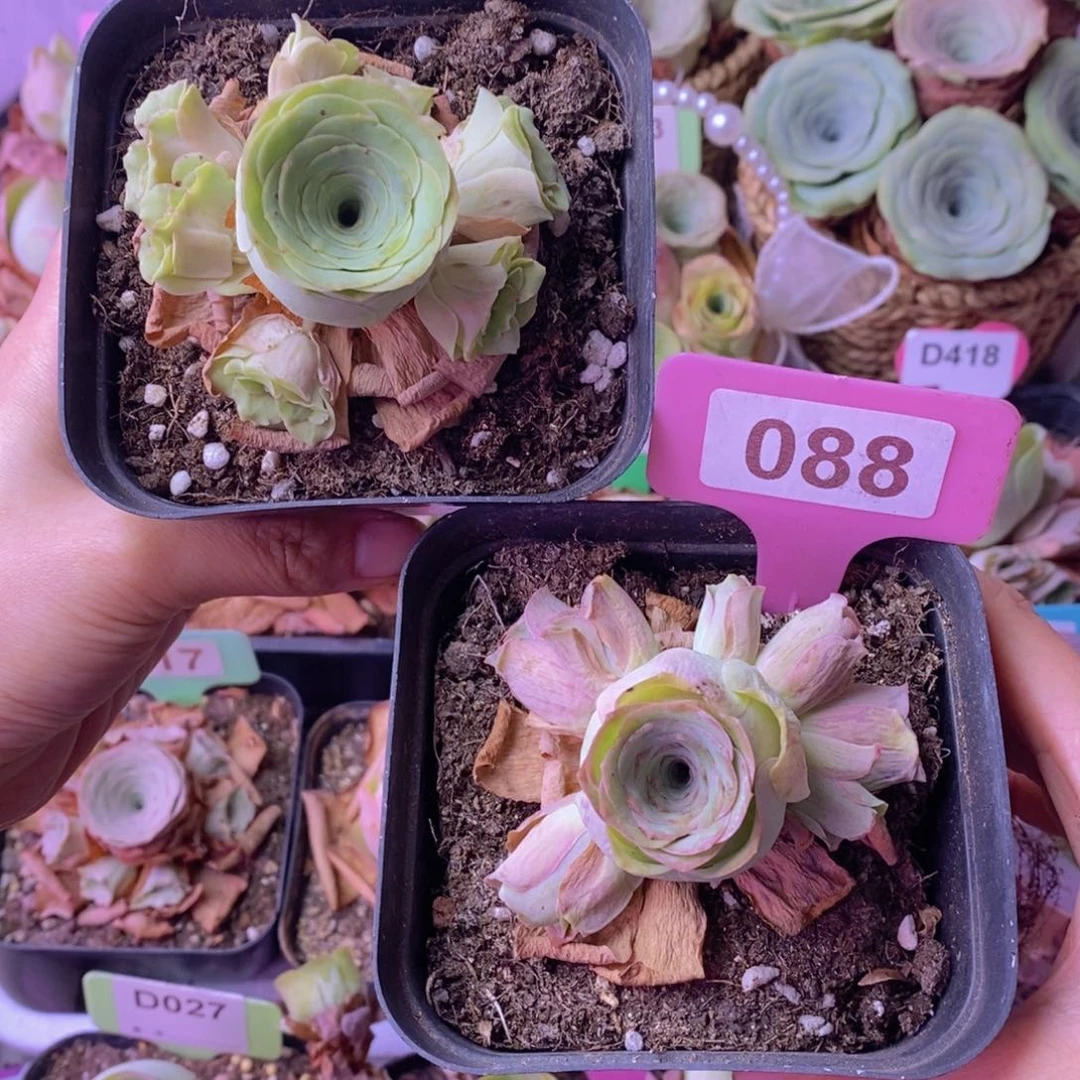 小玉玫瑰组合088 6～6公分 裸根发