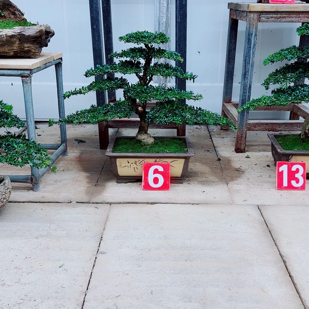 伴***顶无花朵盆景园林盆景