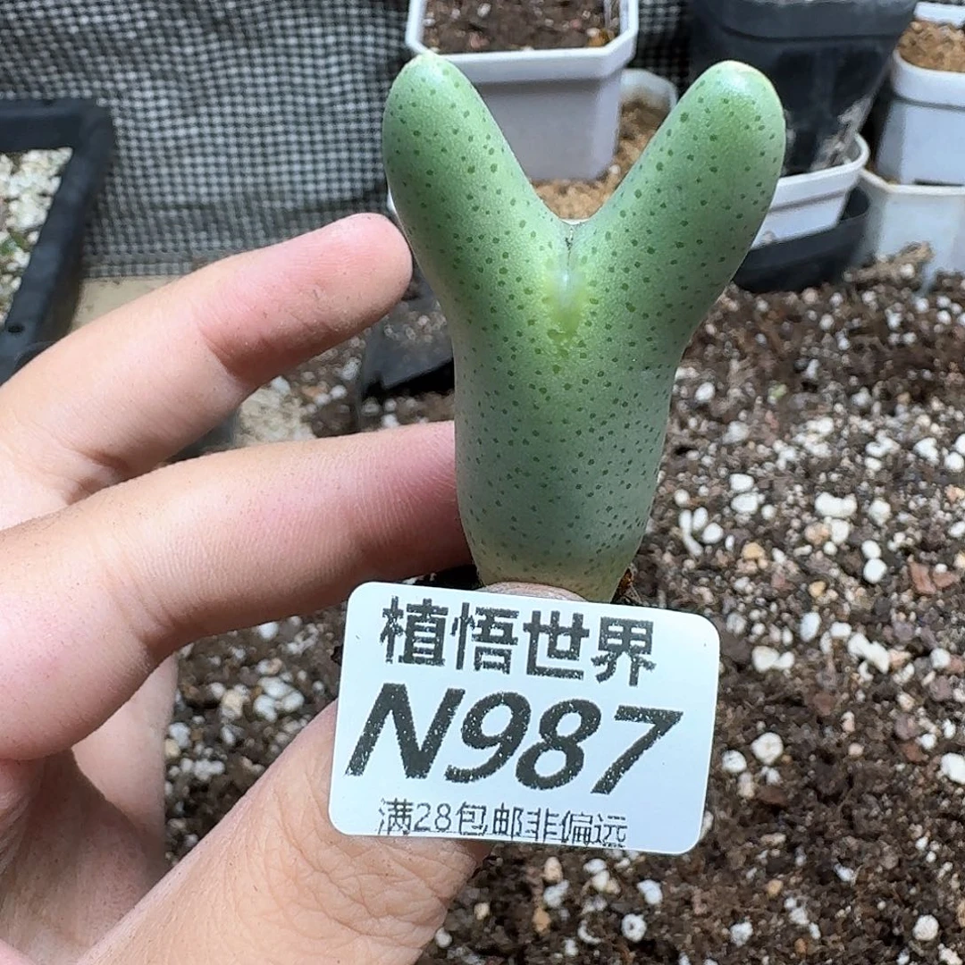 多肉W的润泽发布vn