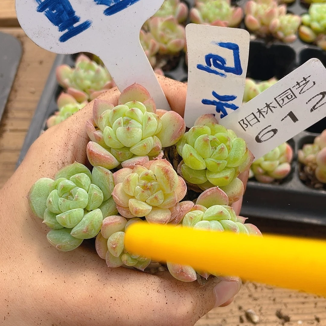 量拍多肉植物多肉植物612