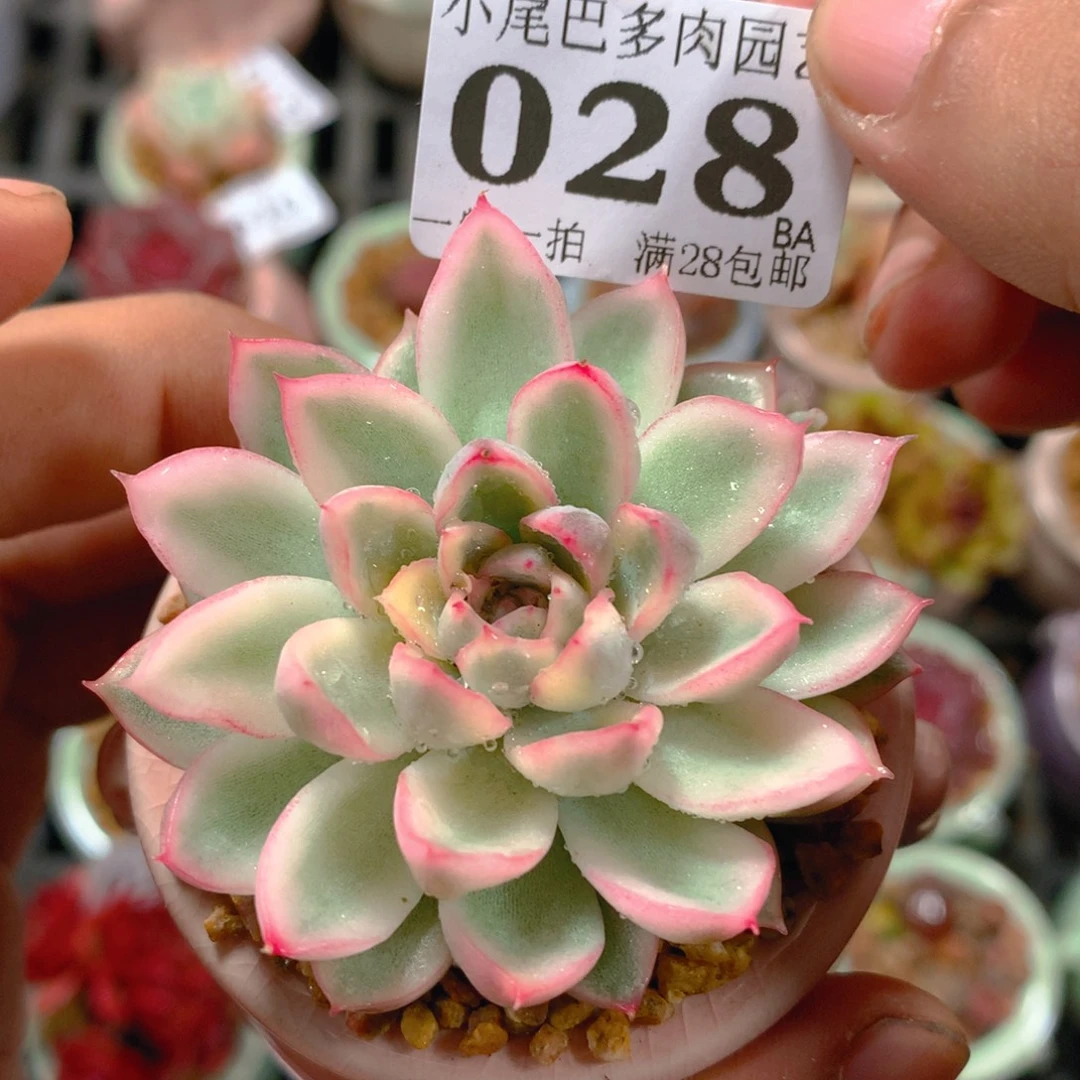 BA小尾巴5CM迷你拇指盆栽028