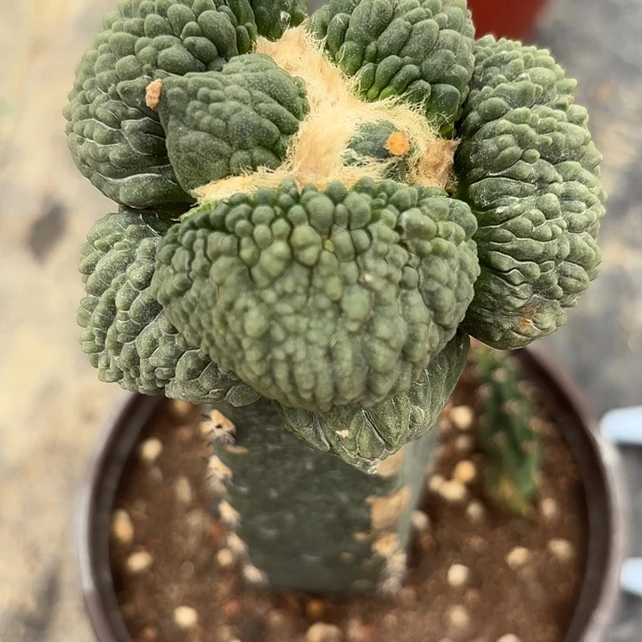 *****袖蒲嫁接仙人球000