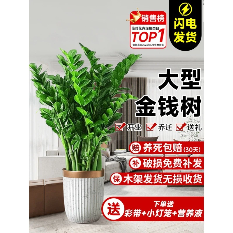 客厅大花盆办公室内旺宅大型好养绿植乔迁摇钱串子摆件