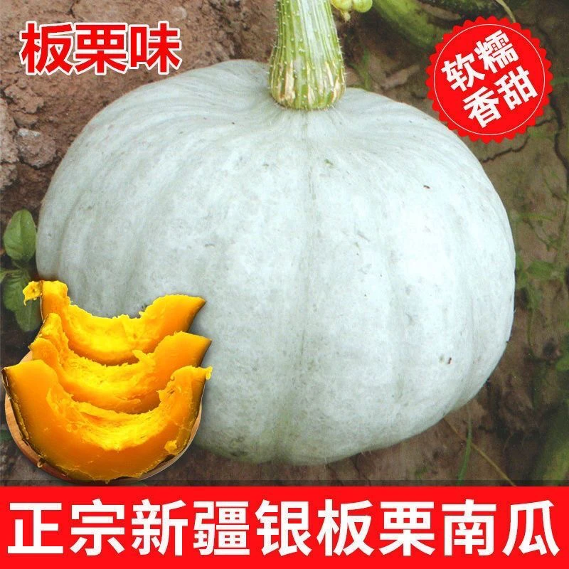 银栗南瓜苗，新疆包邮焉耆大棚包邮直发板栗南瓜苗