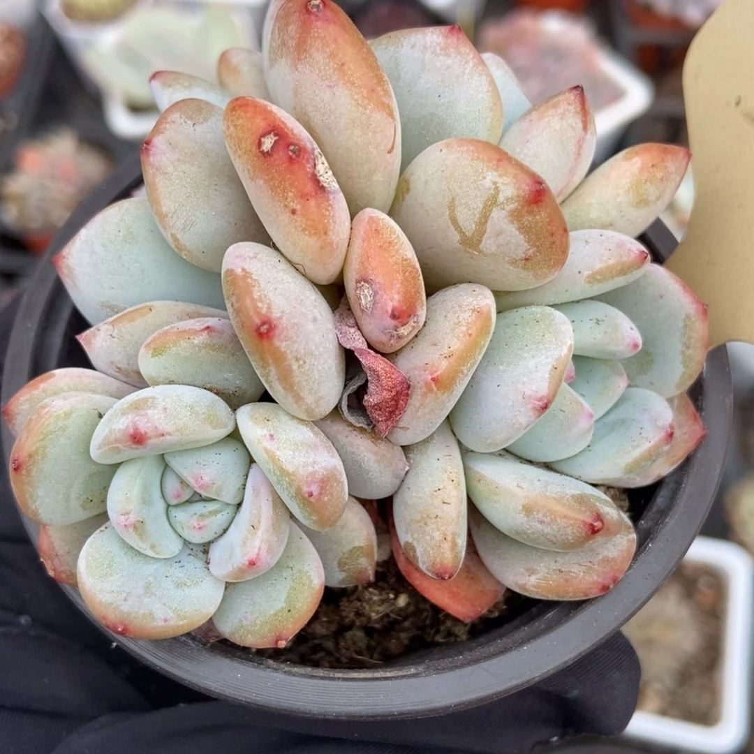 537星影多肉植物保护