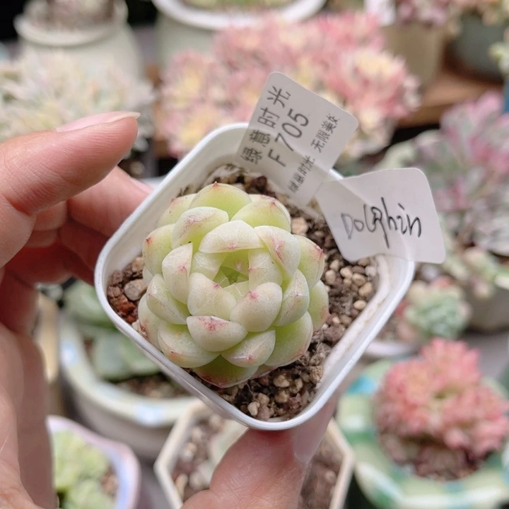 尚***睫705 带陶瓷盆发货 满28包邮