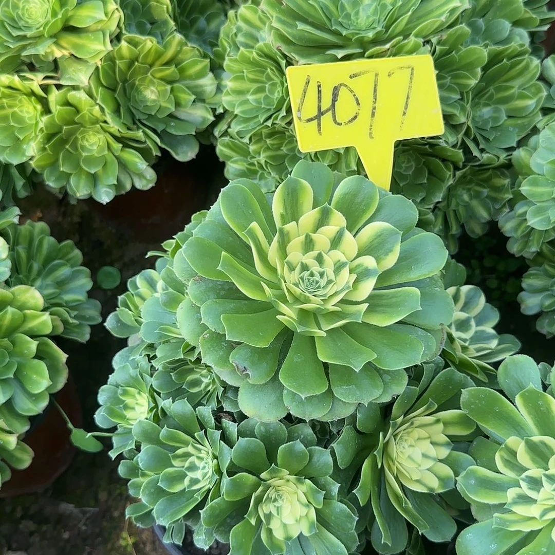 4077--辛尼亚多头