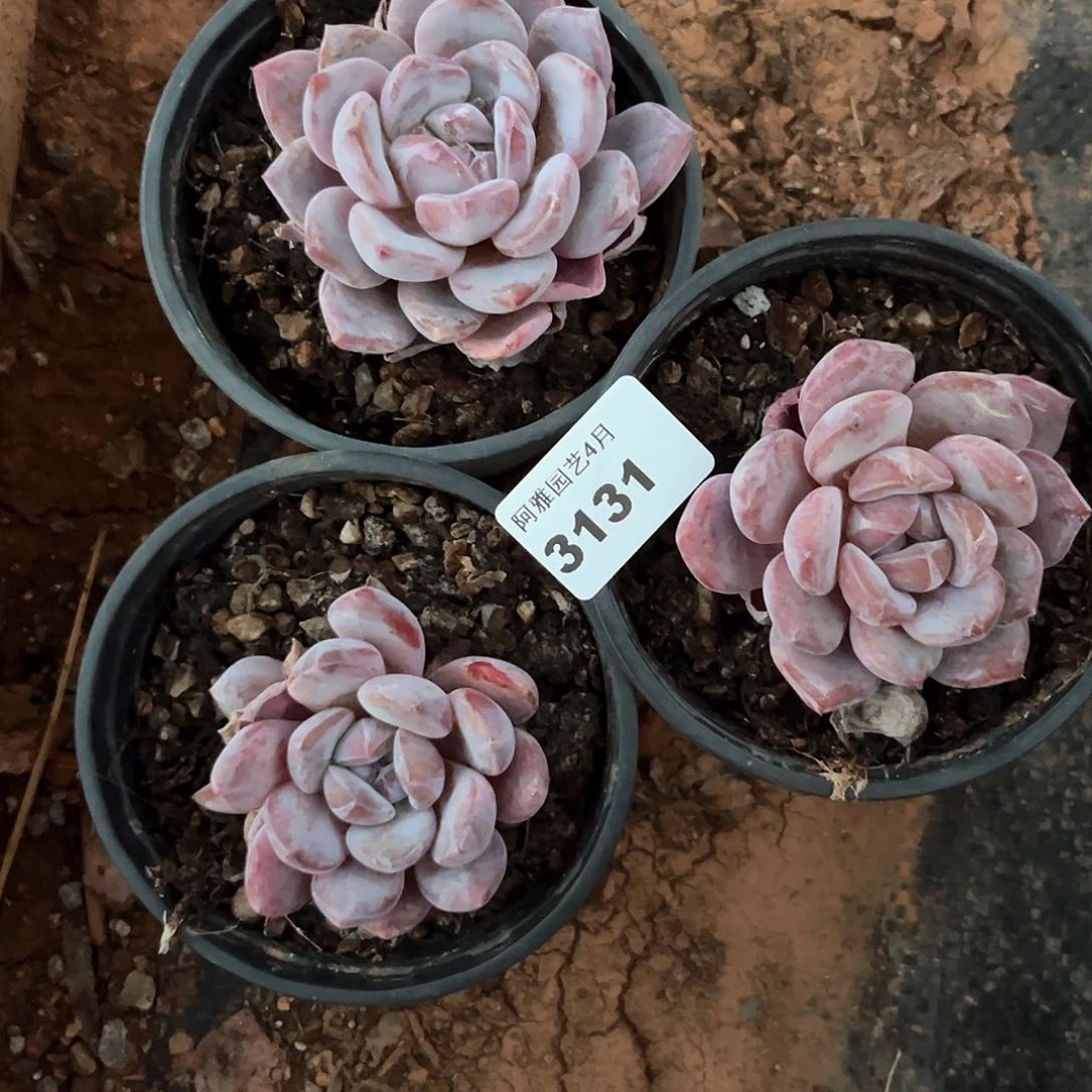 阿雅园艺。     3131