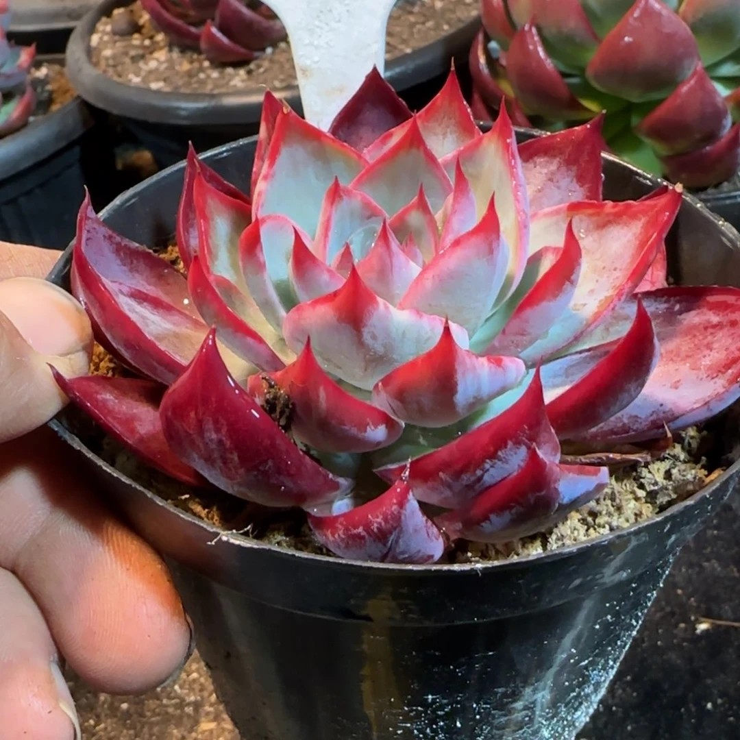 惊鸿一物一拍包装收缩花旱174