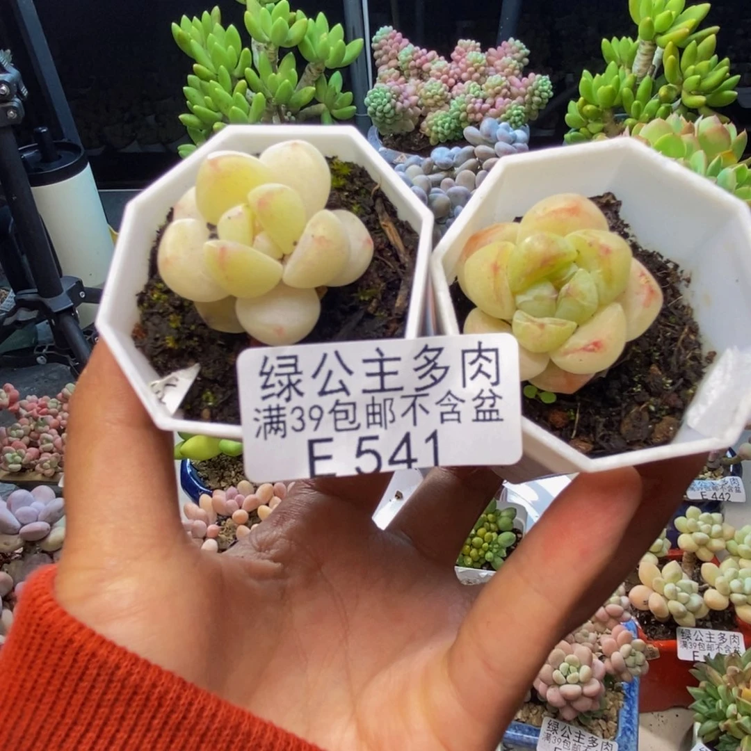 541珍妮冰玉两颗