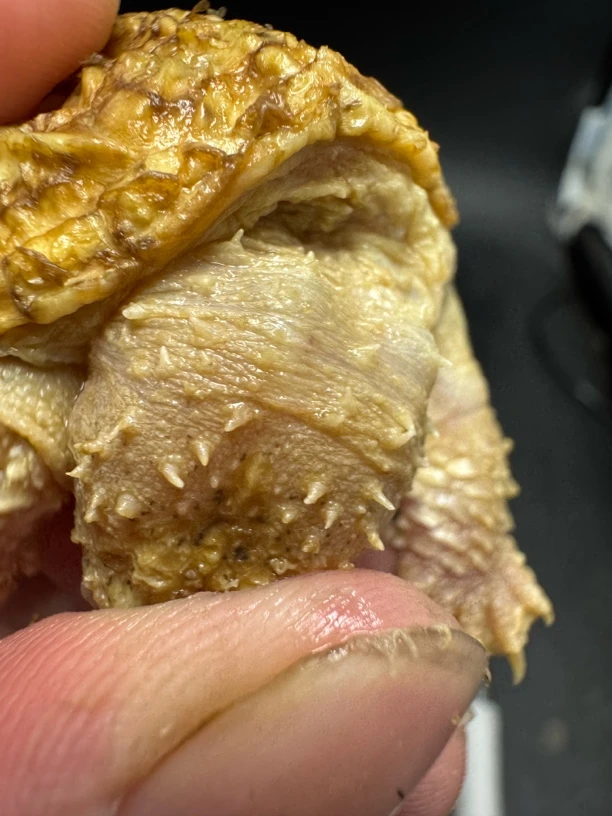 【直播精选】观赏小乌龟 深水互动龟 人工养殖宠物