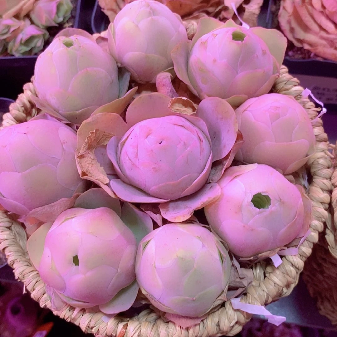 小***菇半夏花篮一物一拍977带蓝发货