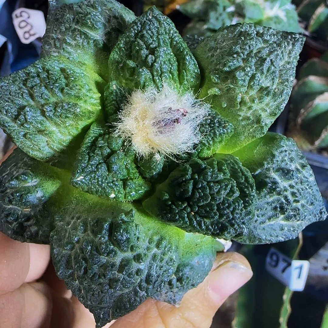 龟甲牡丹108仙人球开花