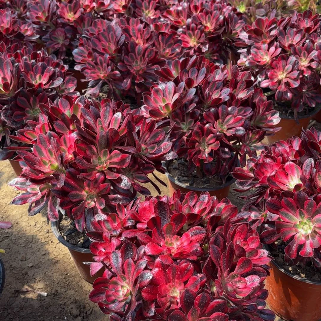 香奈儿9.9绣球法师多肉