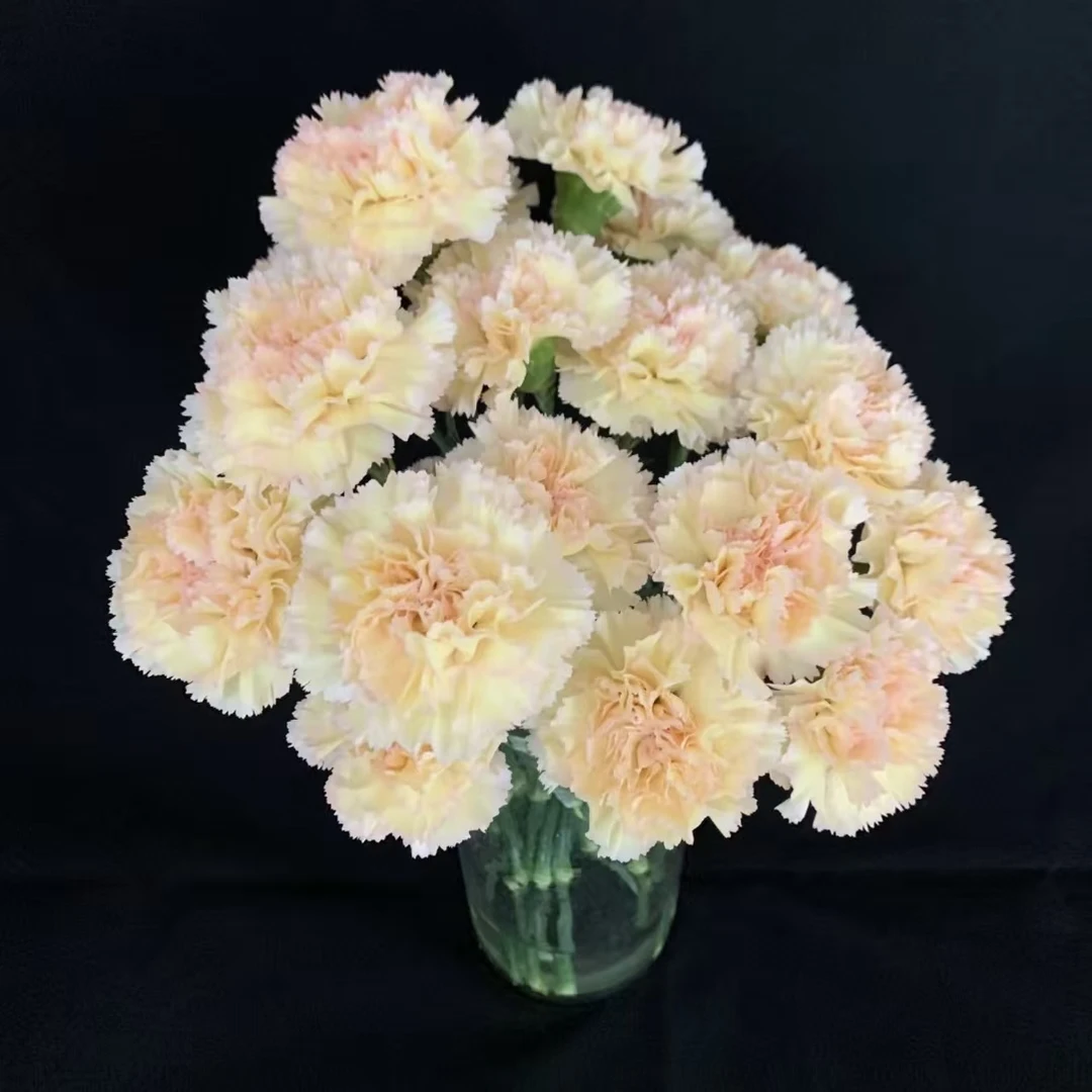 15枝可可西里单头康乃馨 生花苞要养开 (两单发顺丰或京东快递)