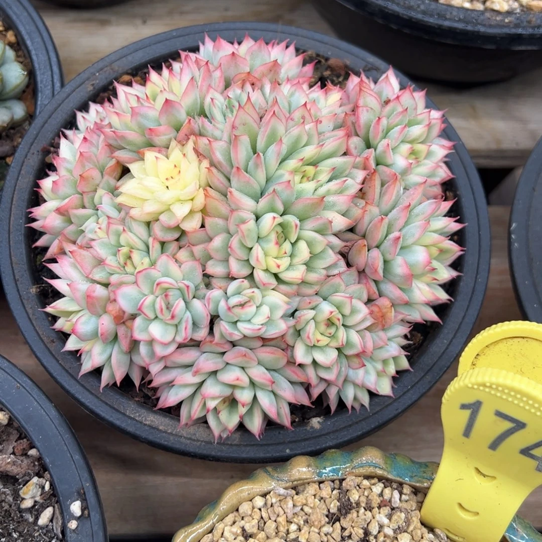 女雏锦 群生 夏鸣园艺