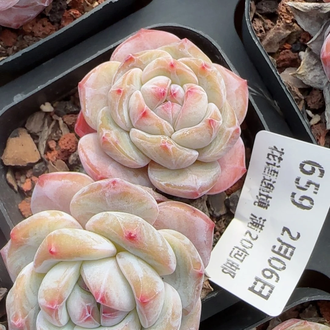 花语逸镜0206-659