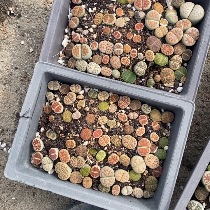 心***宣生石花等植物的生长616