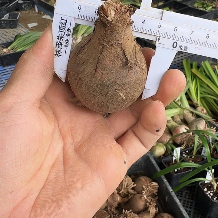 绿色奇迹朱顶红一棵